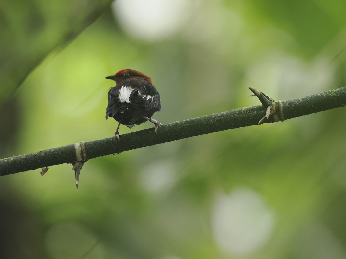 Mızrap Kanatlı Manakin - ML628162774