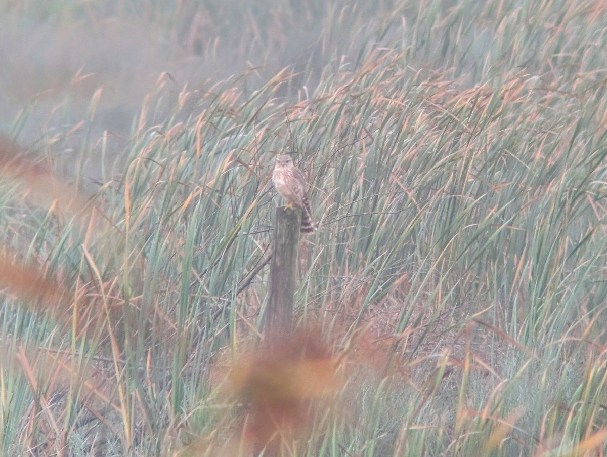 Merlin - ML628162798