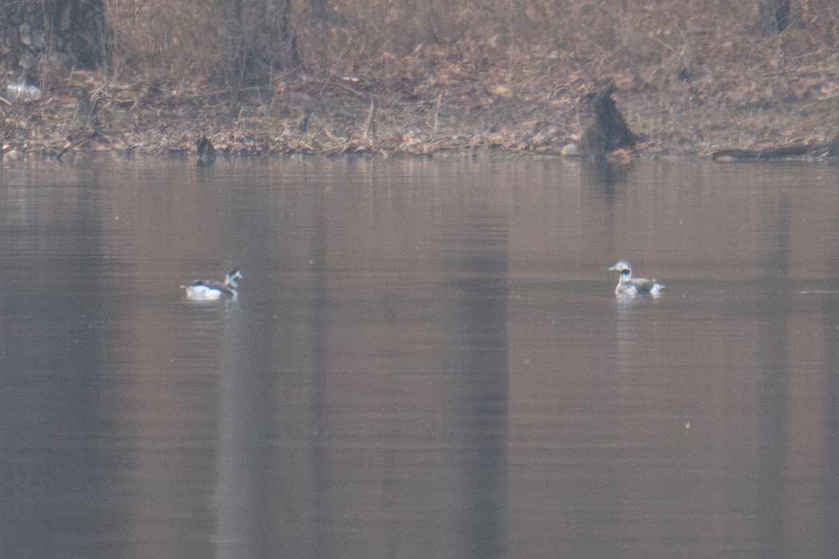 Long-tailed Duck - ML628162882