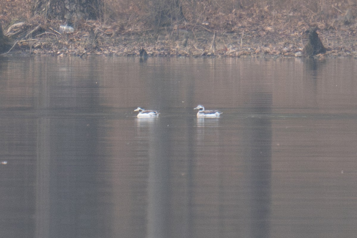 Long-tailed Duck - ML628162883