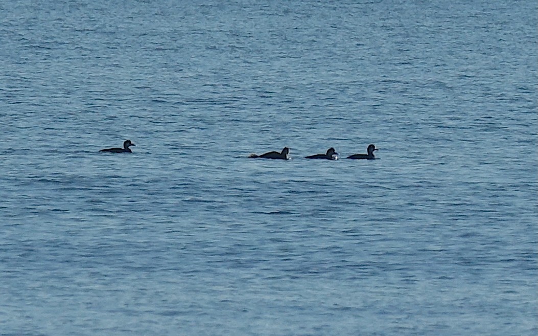 Orchetto marino - ML628162913