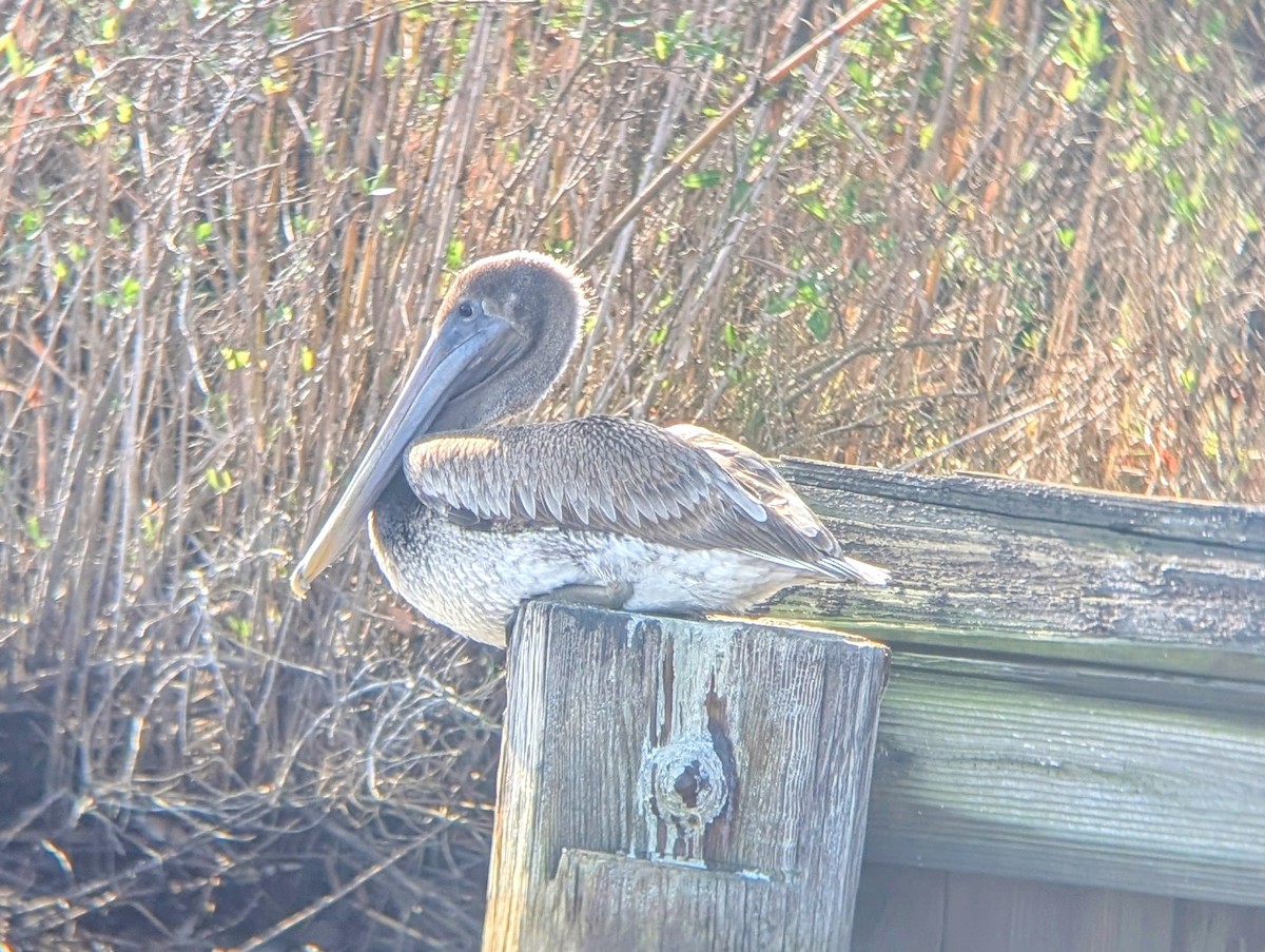 Brown Pelican - ML628162929