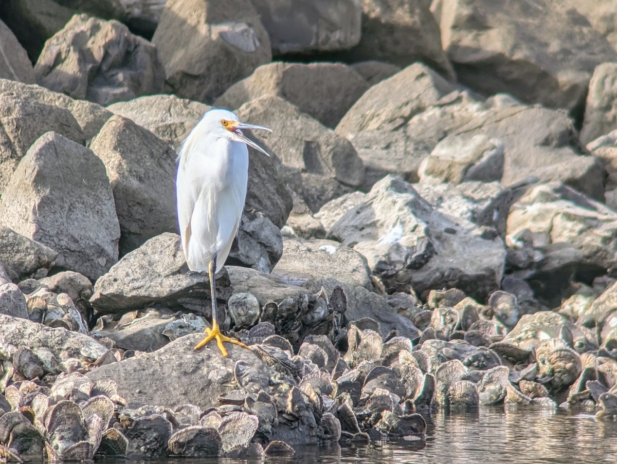 Snowy Egret - ML628163015