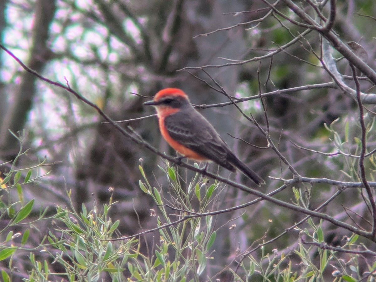 Vermilion Flycatcher - ML628163079