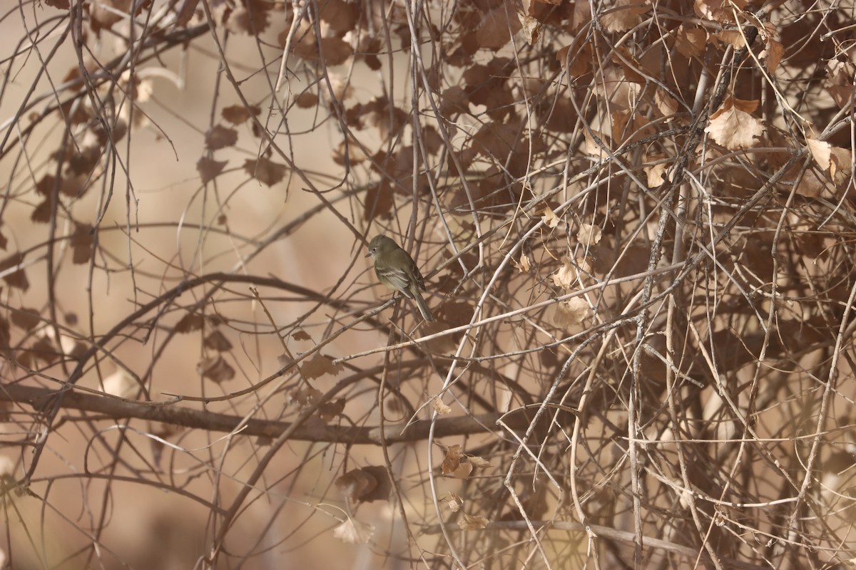 Dusky Flycatcher - ML628163138