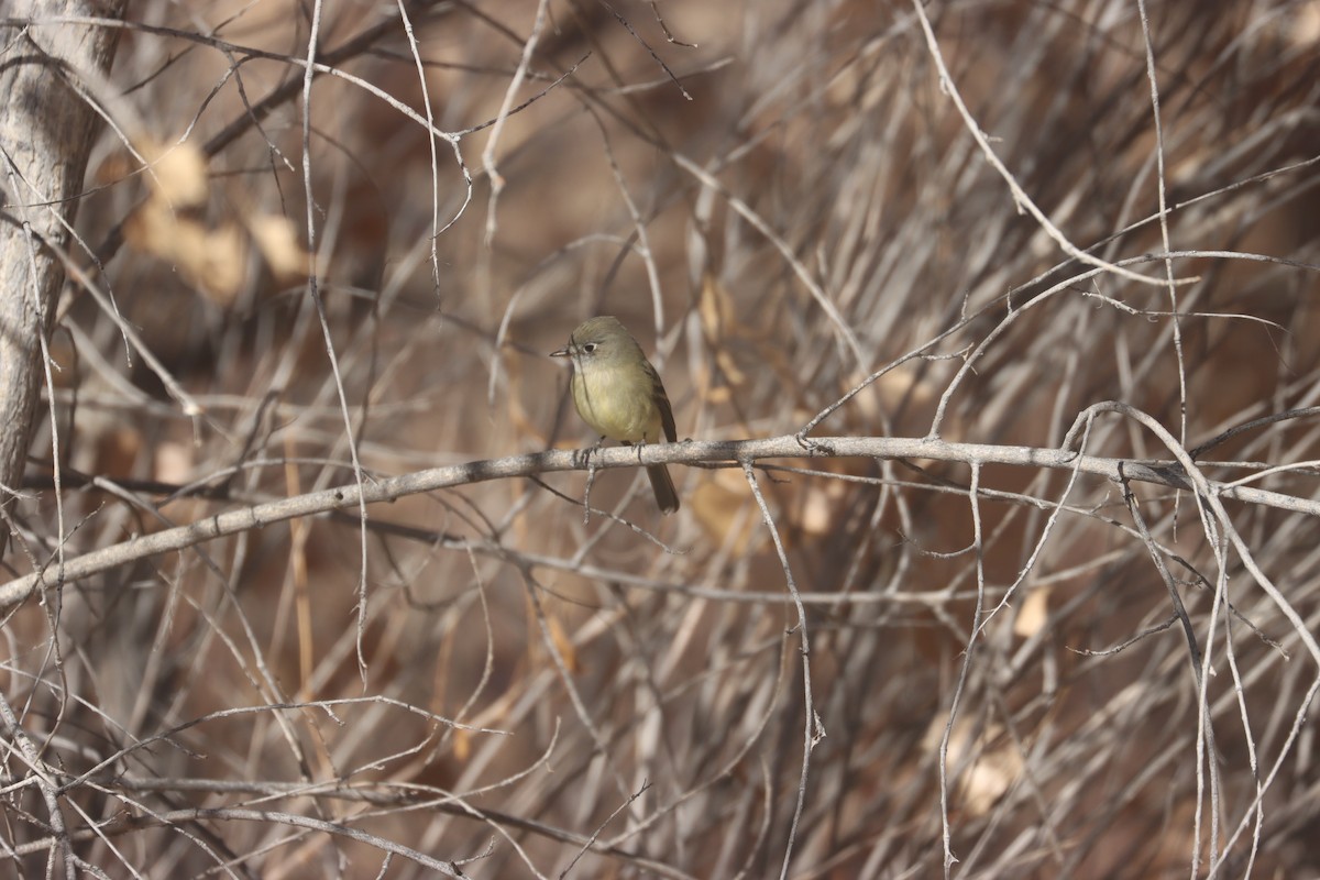 Dusky Flycatcher - ML628163149