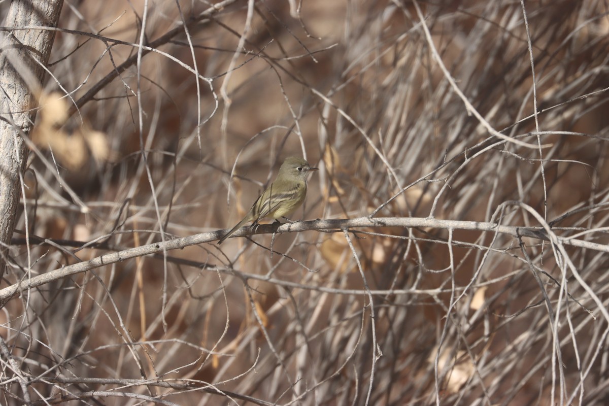 Dusky Flycatcher - ML628163170