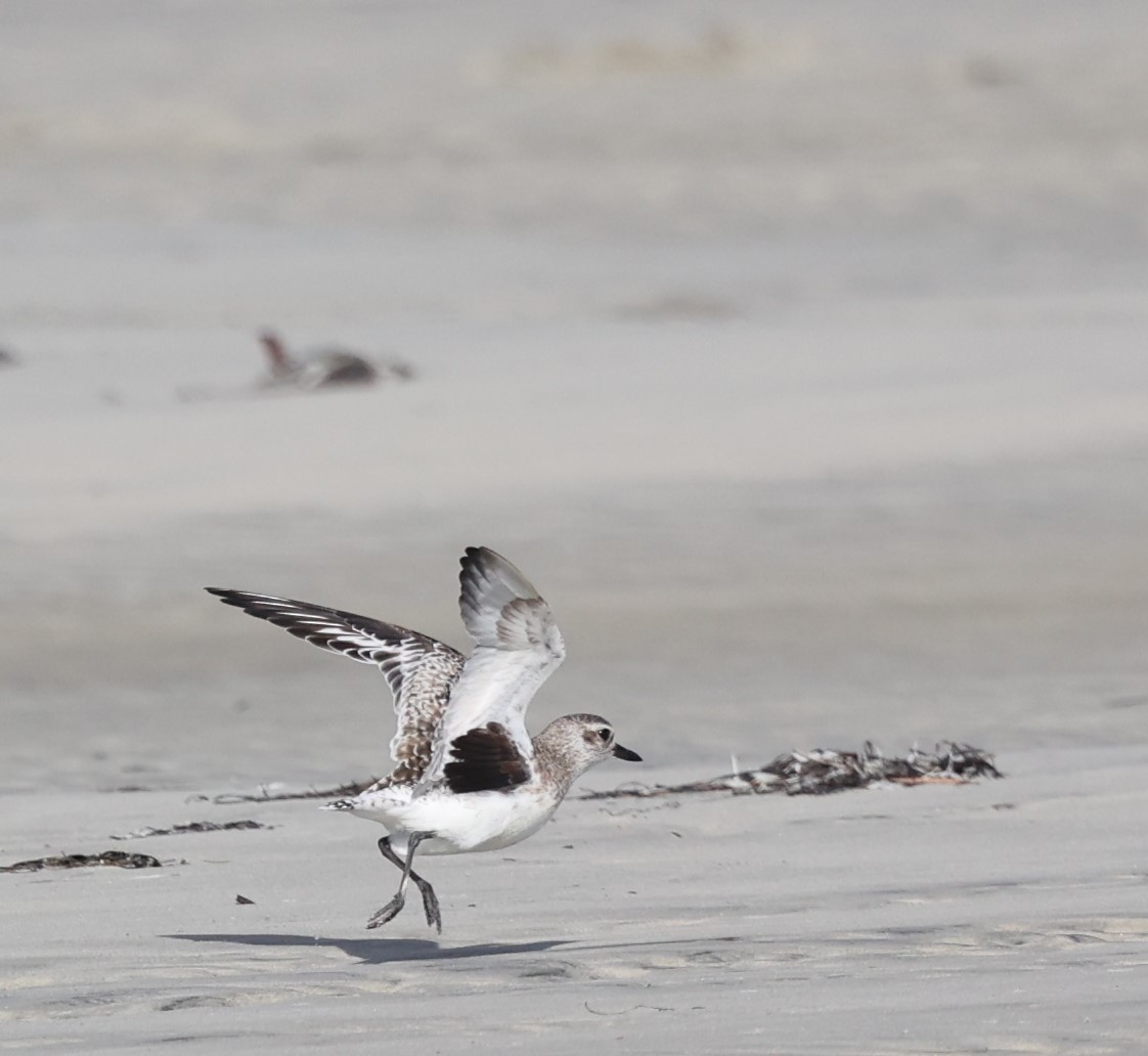 Буурал сүвээ цагаан - ML628163248