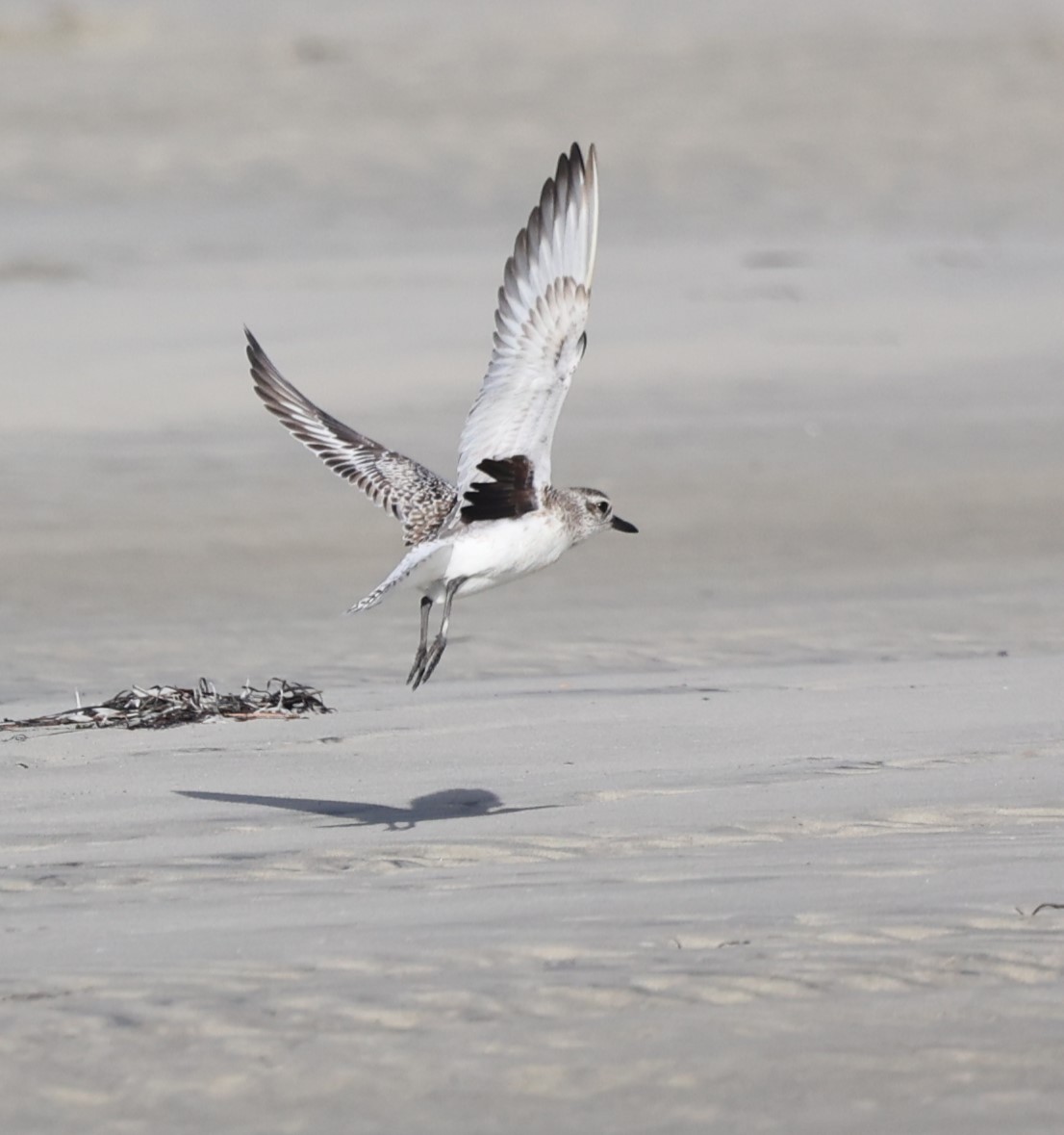 Буурал сүвээ цагаан - ML628163249