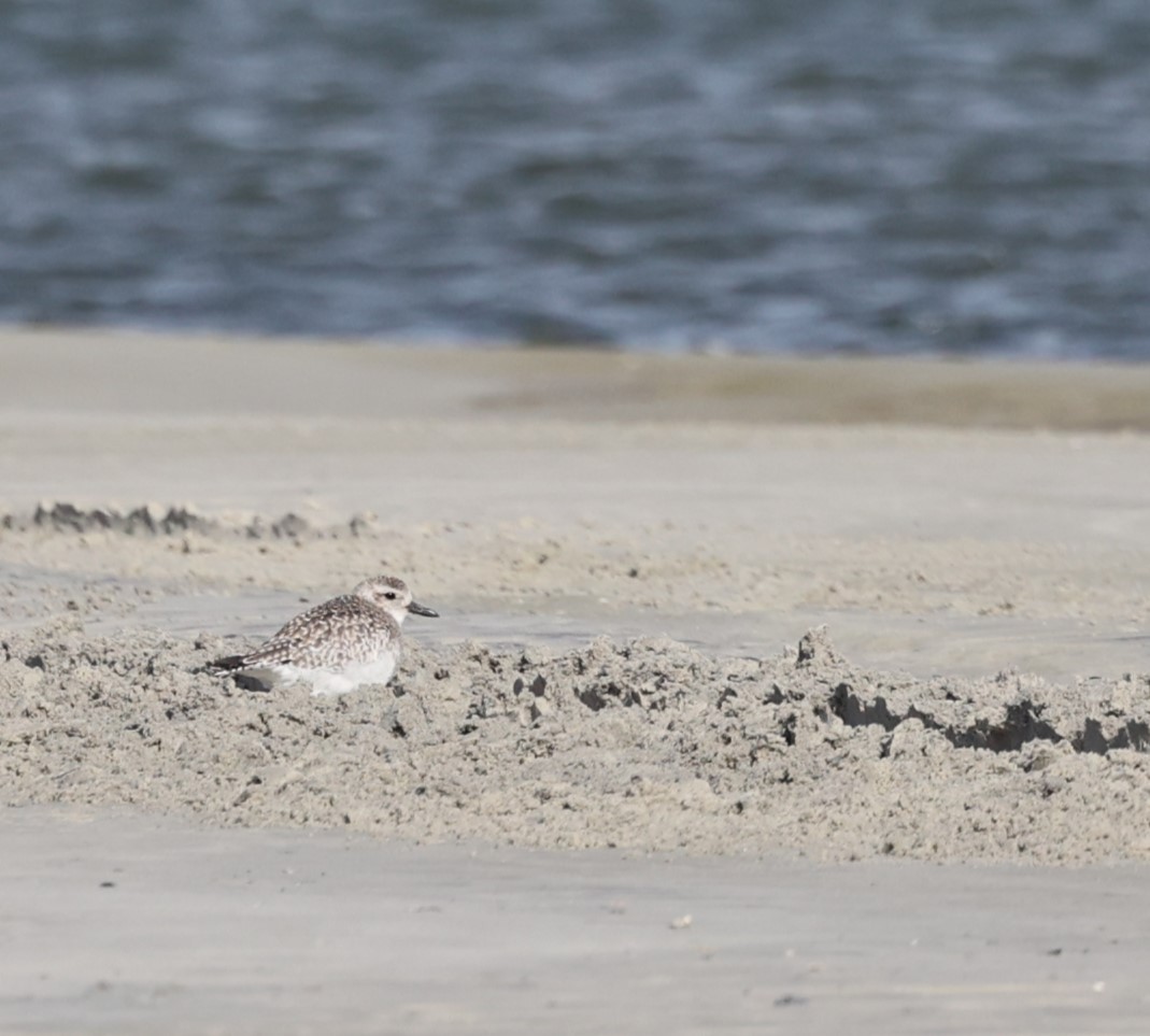 Буурал сүвээ цагаан - ML628163250