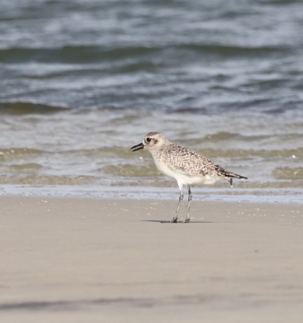 Буурал сүвээ цагаан - ML628163251