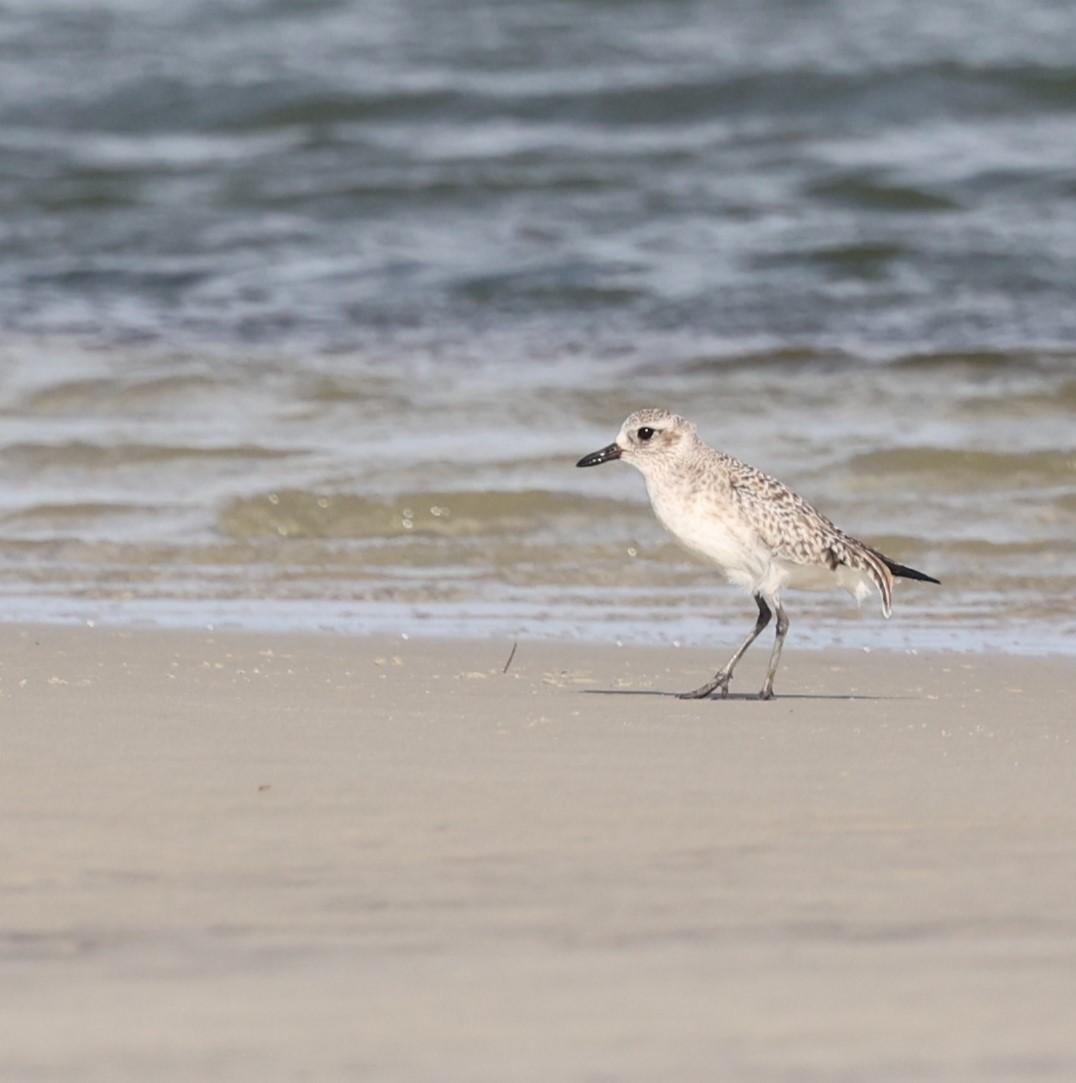 Буурал сүвээ цагаан - ML628163252