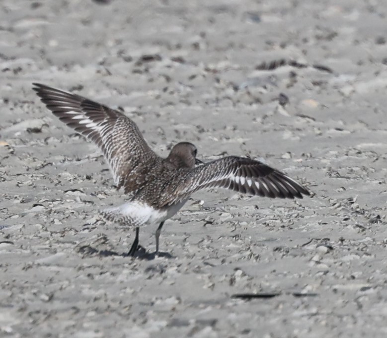 Буурал сүвээ цагаан - ML628163253