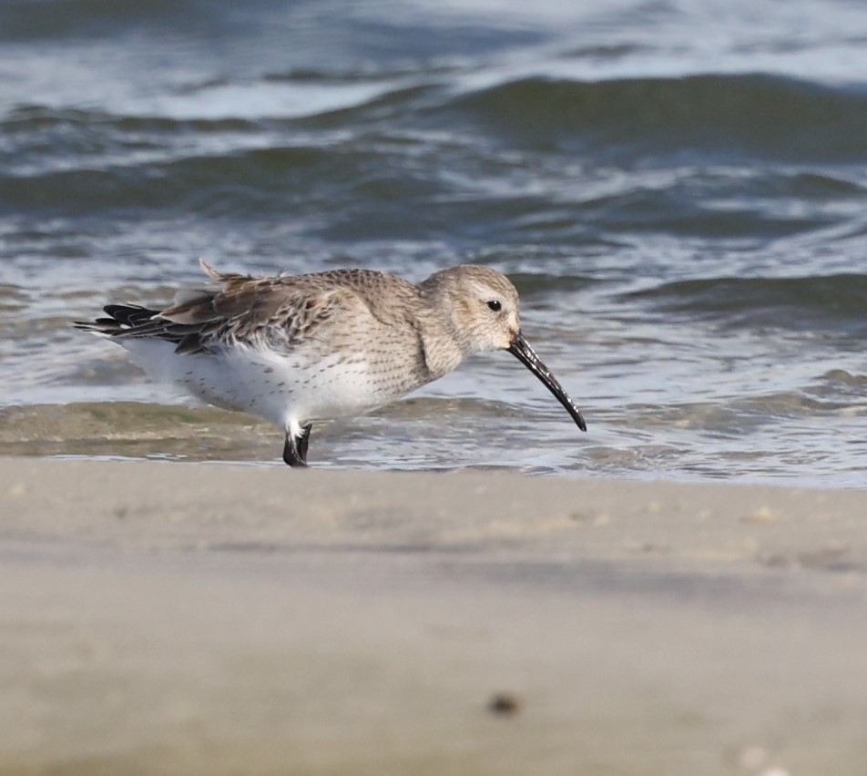 Хар элсэг - ML628163277