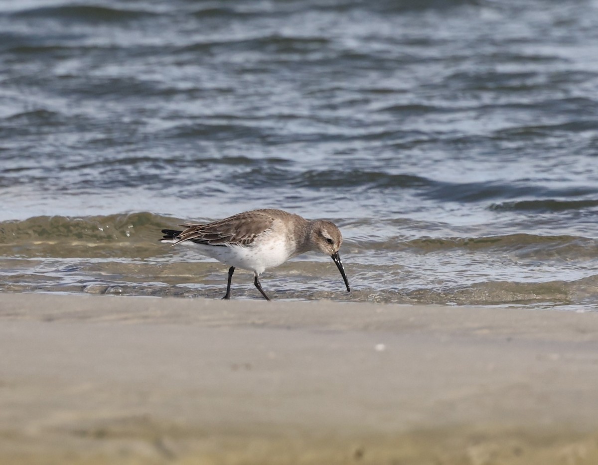 Хар элсэг - ML628163278