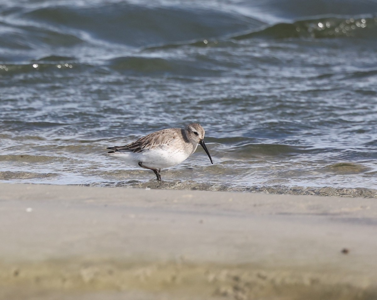 Хар элсэг - ML628163279