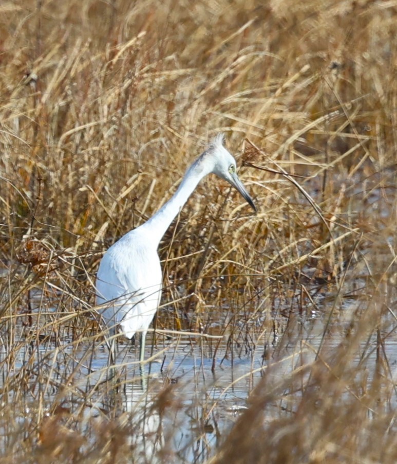 Little Blue Heron - ML628163318