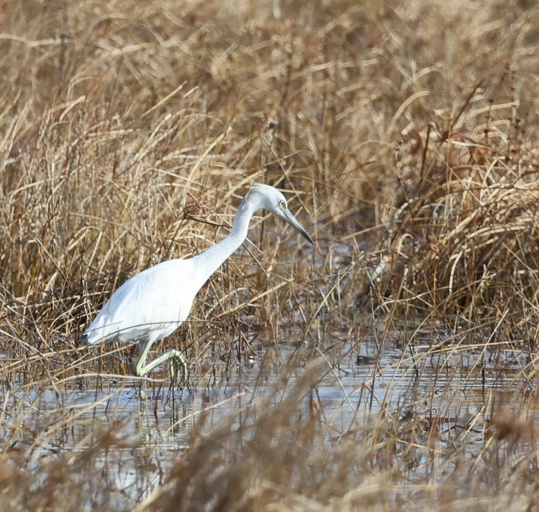Little Blue Heron - ML628163319