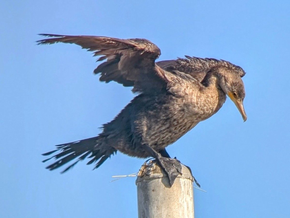 Neotropic Cormorant - ML628163359