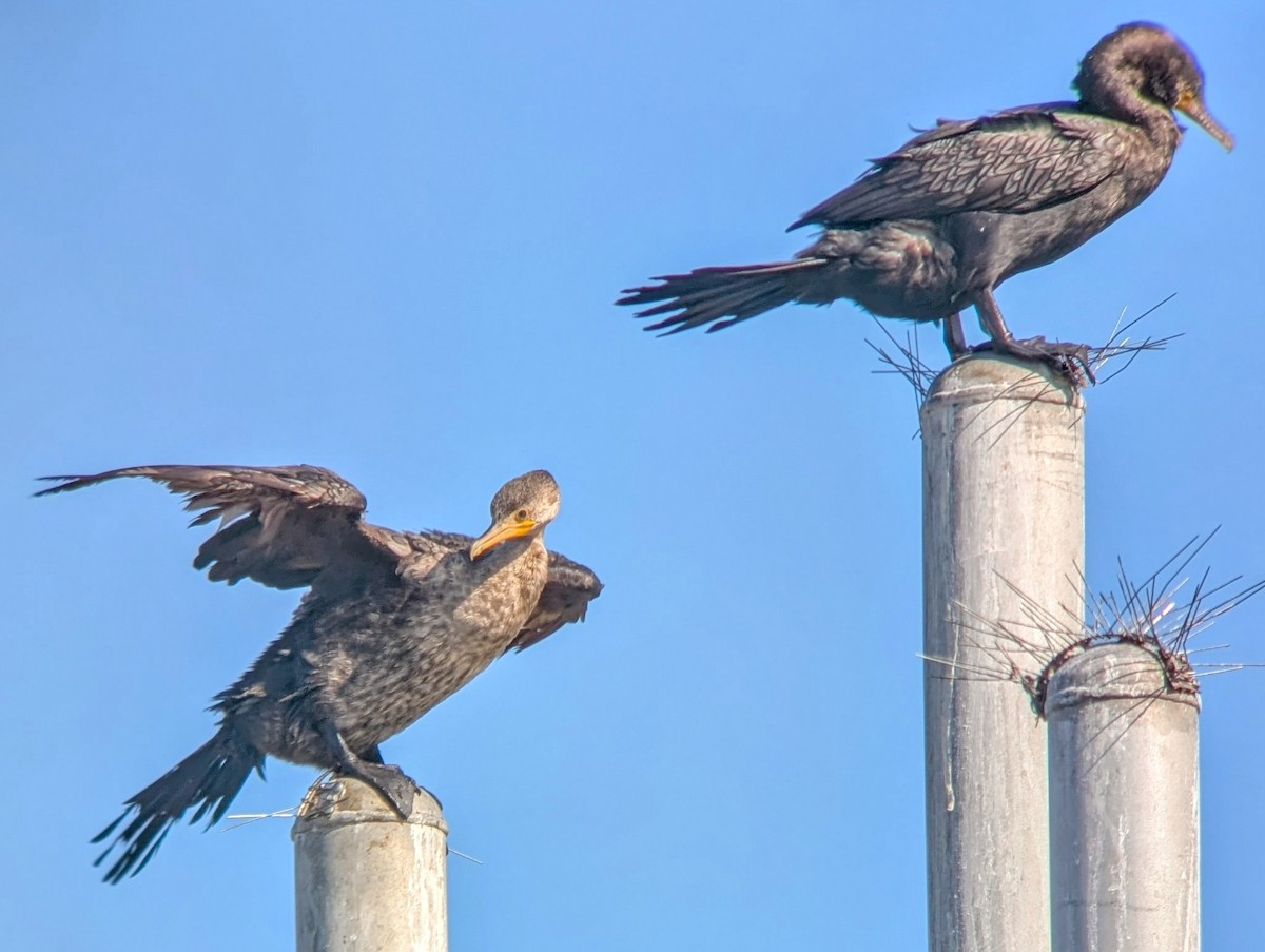 Neotropic Cormorant - ML628163361