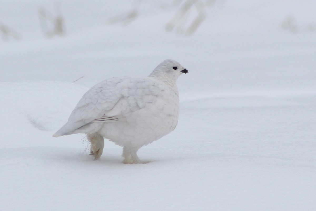 Willow Ptarmigan - ML628163442