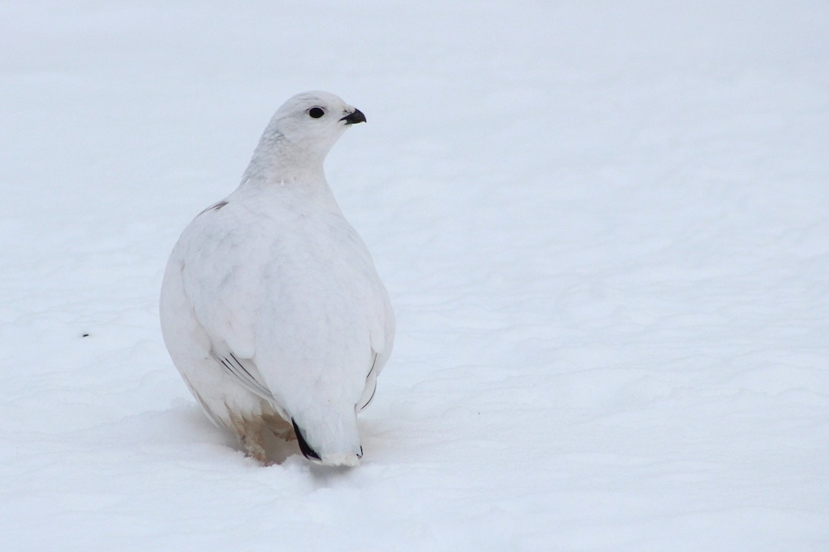 Willow Ptarmigan - ML628163443