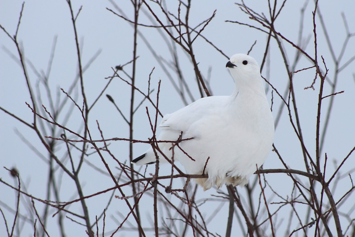 Willow Ptarmigan - ML628163444