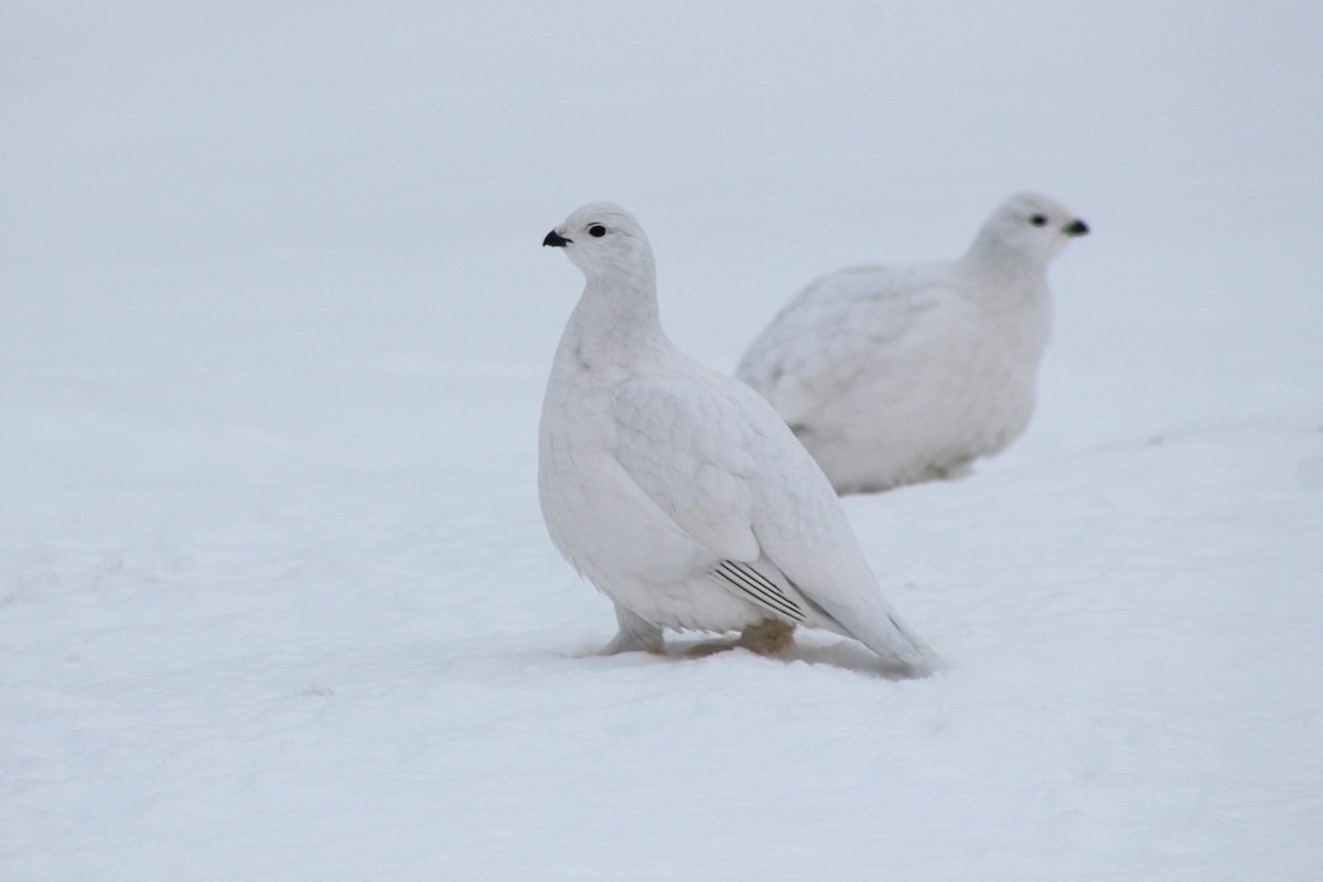 Willow Ptarmigan - ML628163445