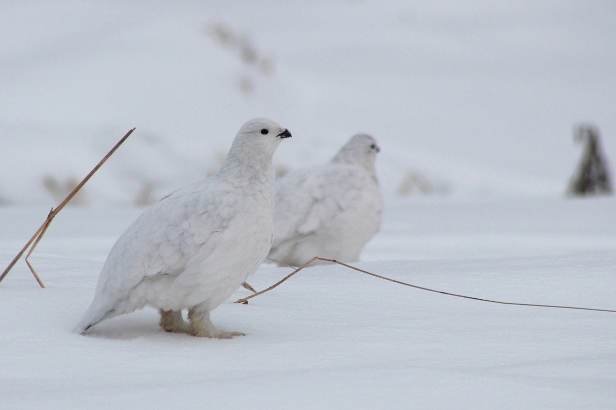 Willow Ptarmigan - ML628163446