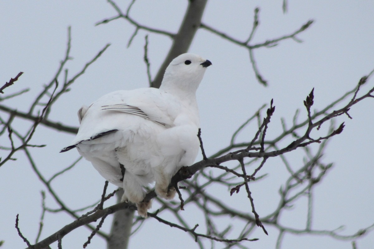 Willow Ptarmigan - ML628163447