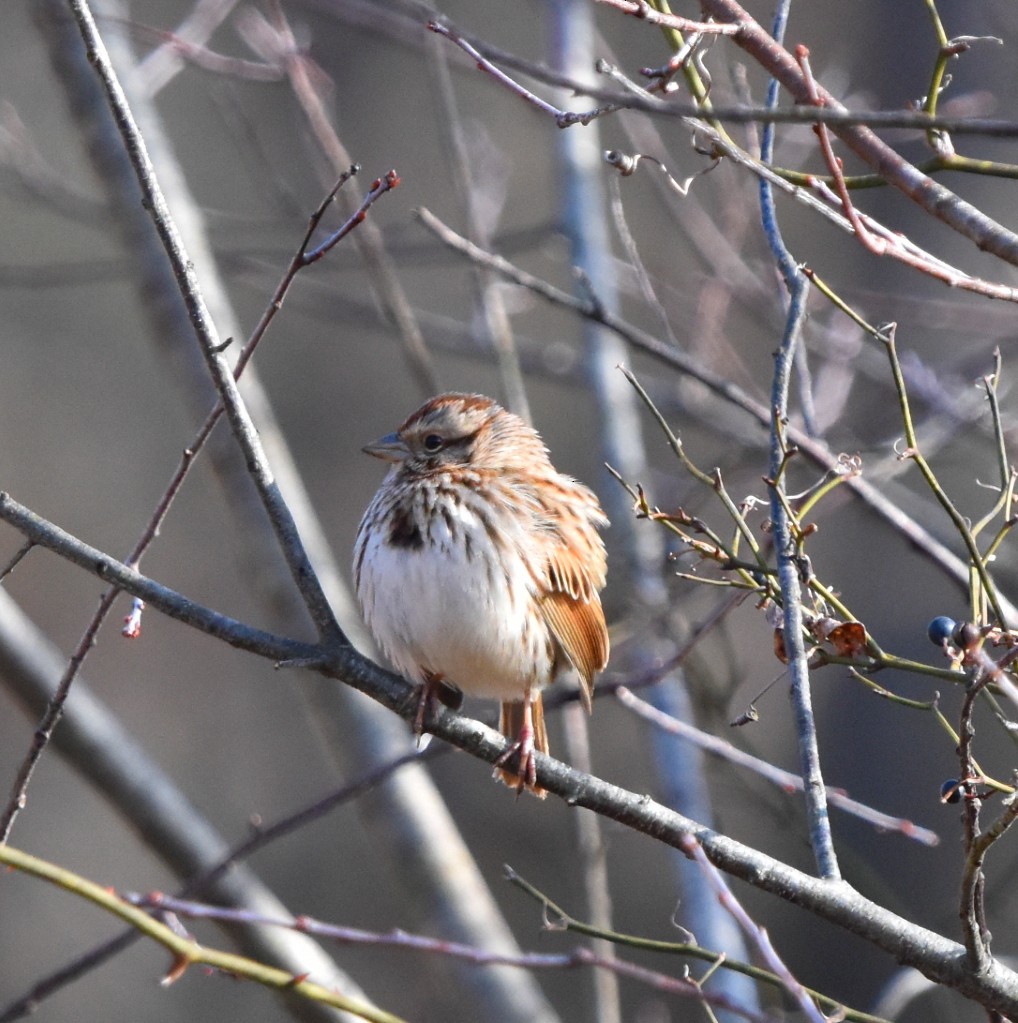 Song Sparrow - ML628163452