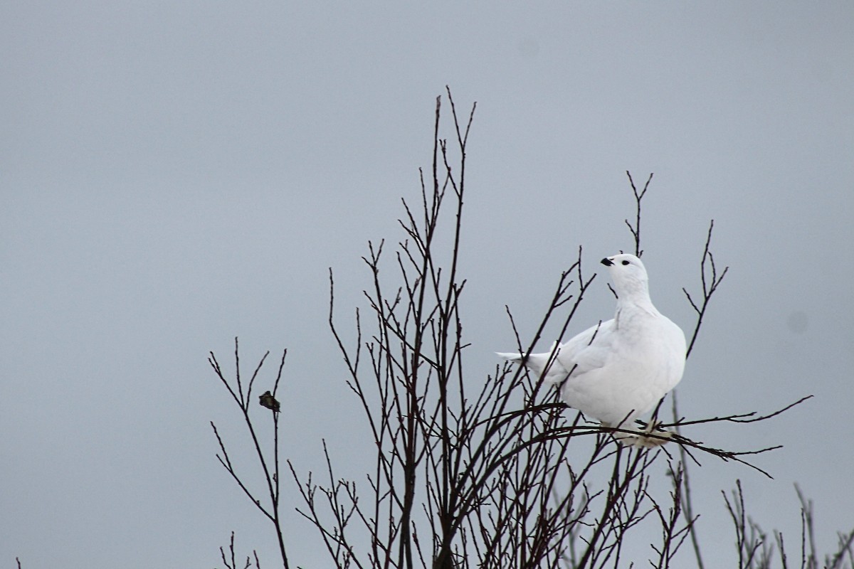 Willow Ptarmigan - ML628163495