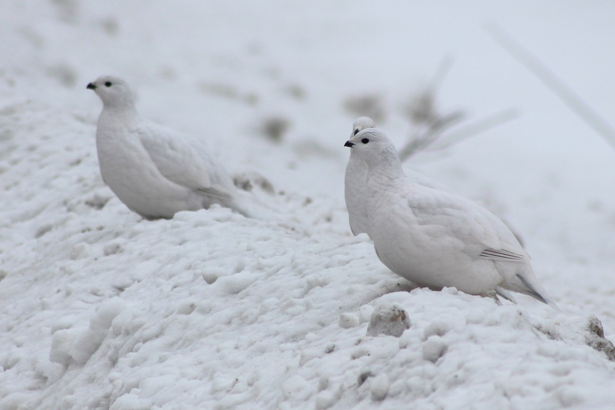 Willow Ptarmigan - ML628163510