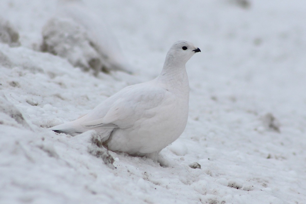 Willow Ptarmigan - ML628163511