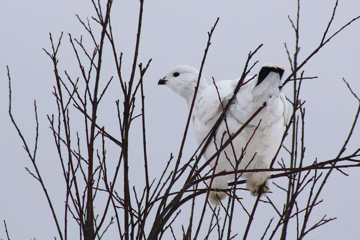 Willow Ptarmigan - ML628163512