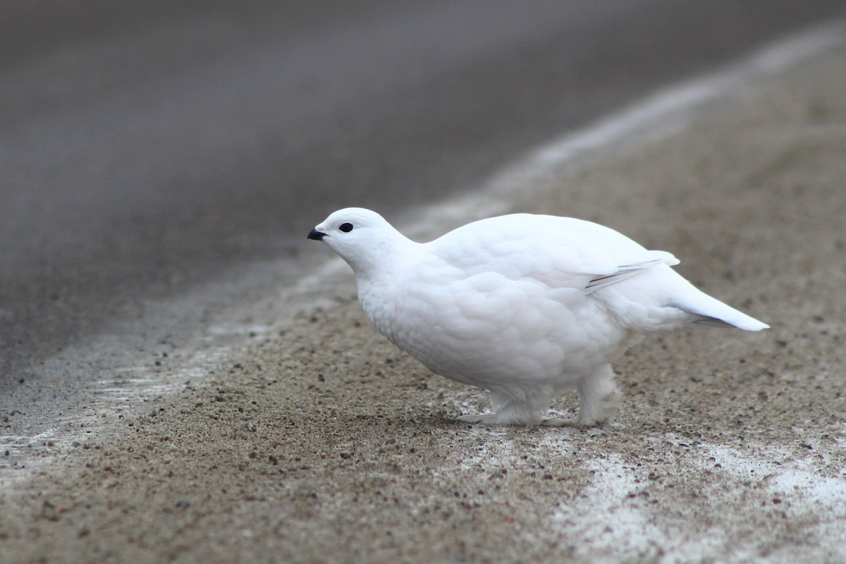 Willow Ptarmigan - ML628163513