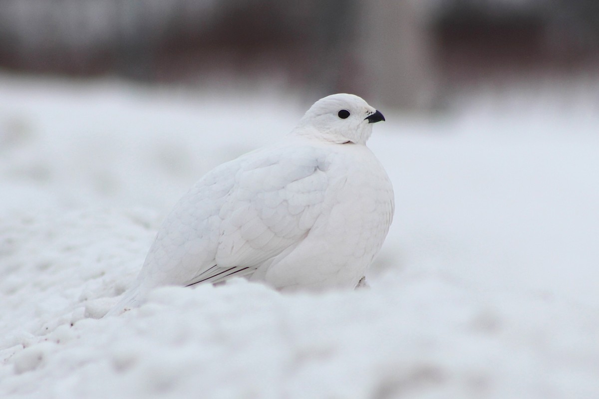 Willow Ptarmigan - ML628163514