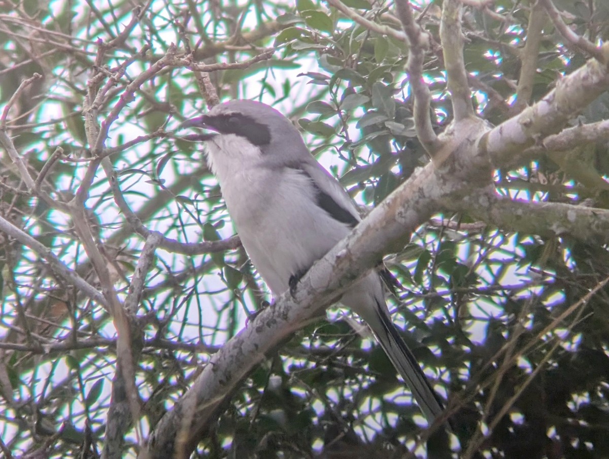 Loggerhead Shrike - ML628163535