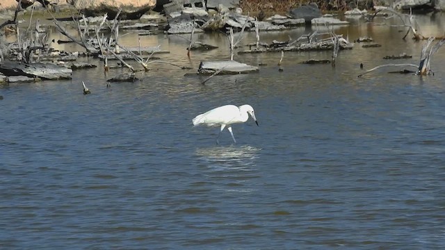 Reddish Egret - ML628163735