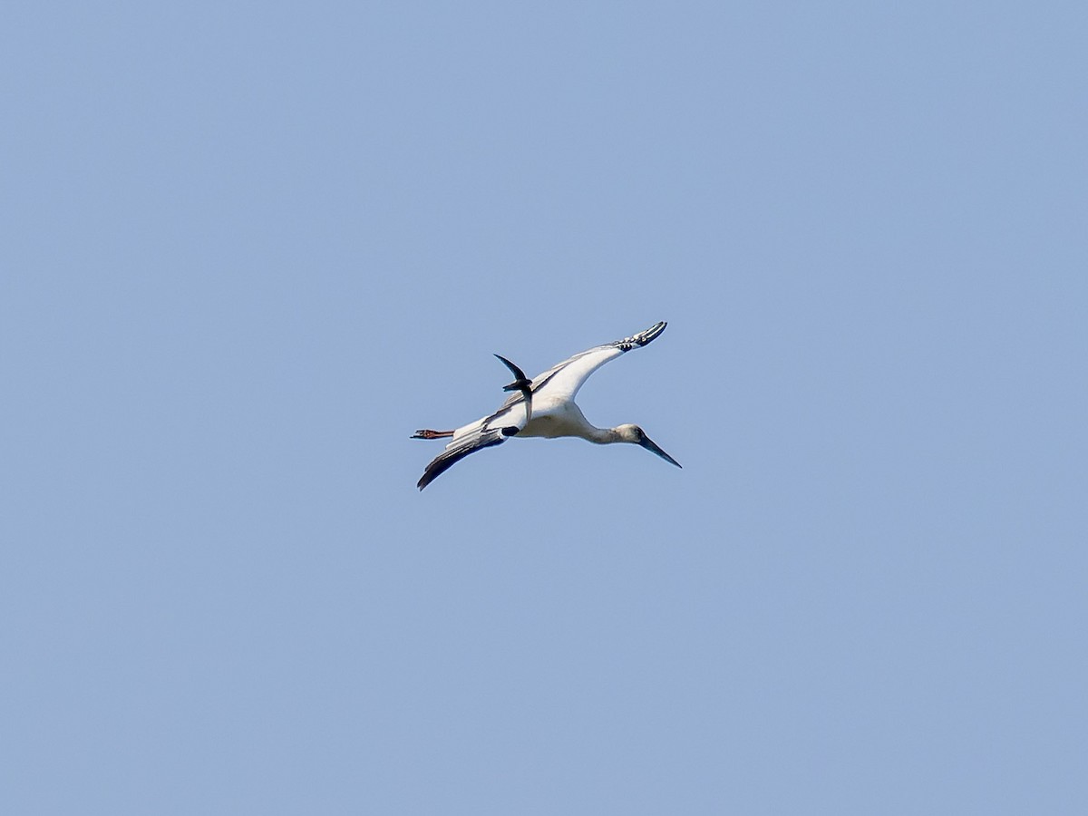 Oriental Stork - ML628163752