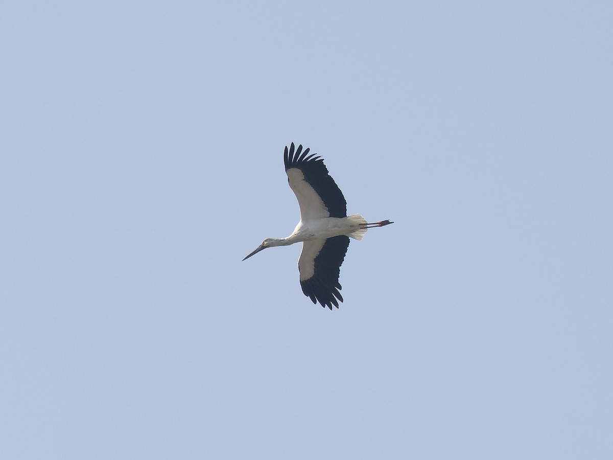 Oriental Stork - ML628163753