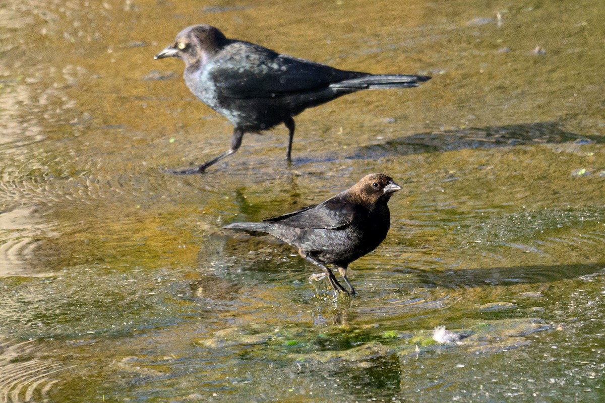 Brown-headed Cowbird - ML628163925