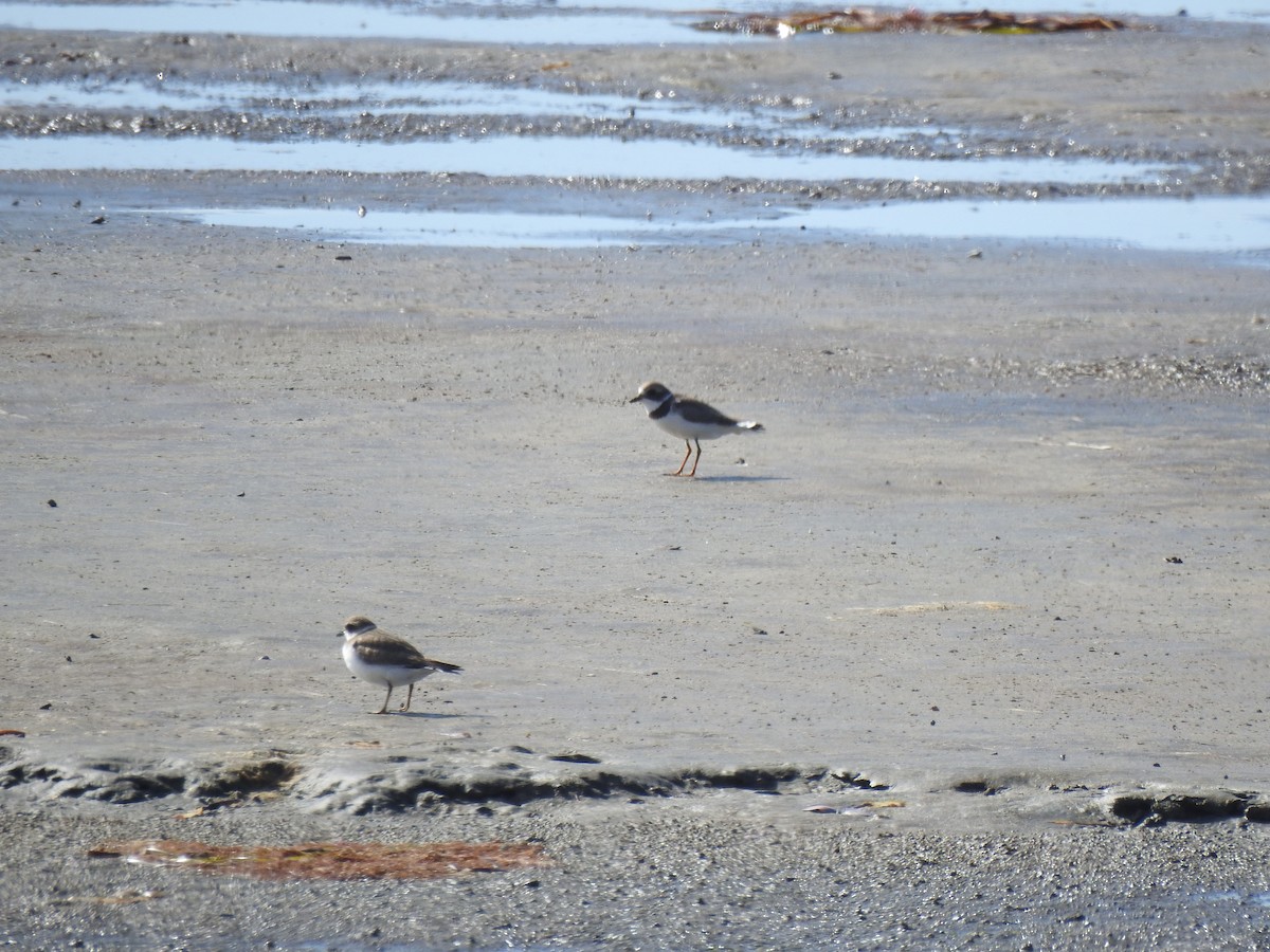 Semipalmated Plover - ML628163978