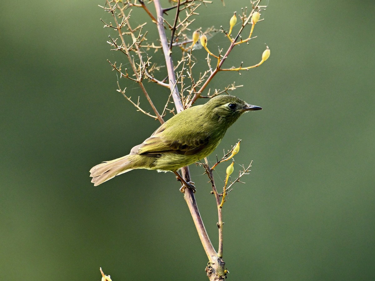 Olive-streaked Flycatcher - ML628164114