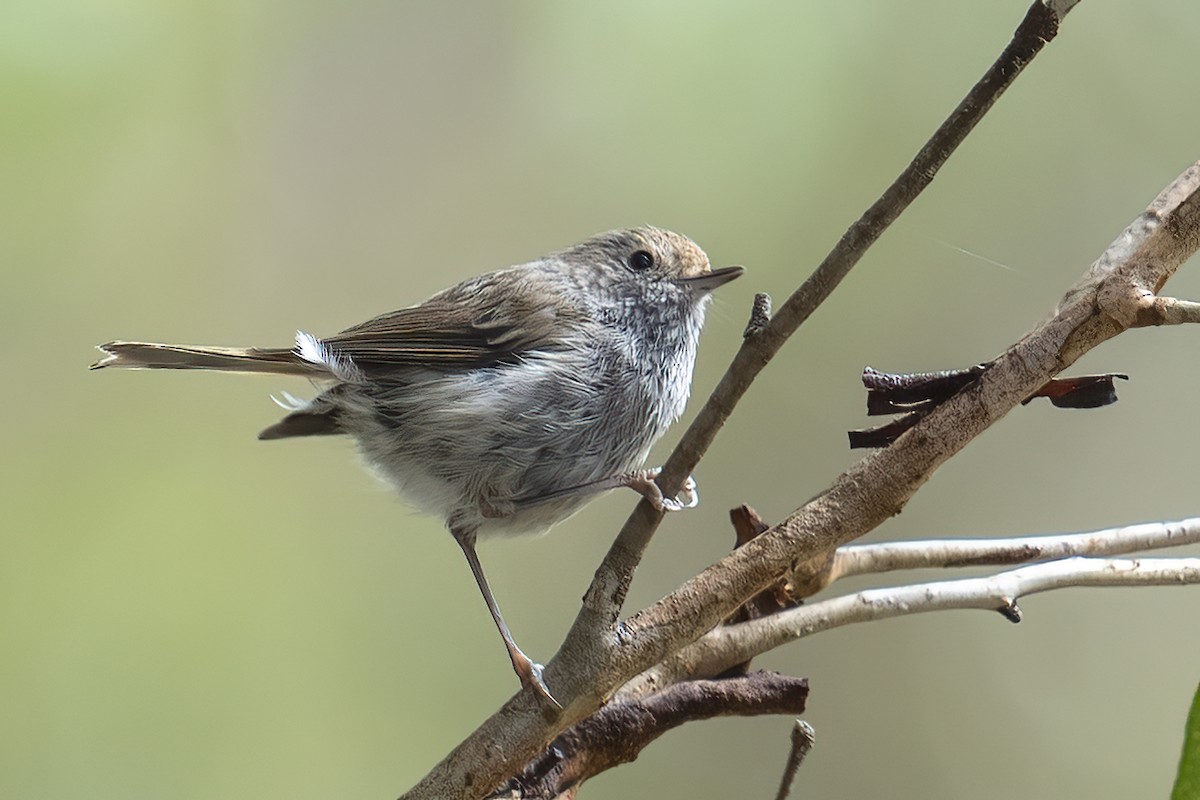 Tasmanian Thornbill - ML628164318