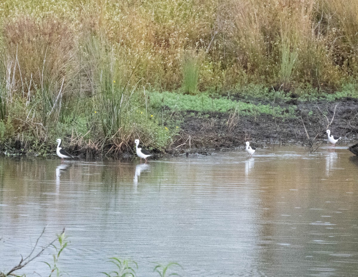 Pied Stilt - ML628164360