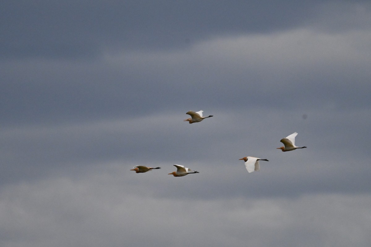 Eastern Cattle-Egret - ML628164455
