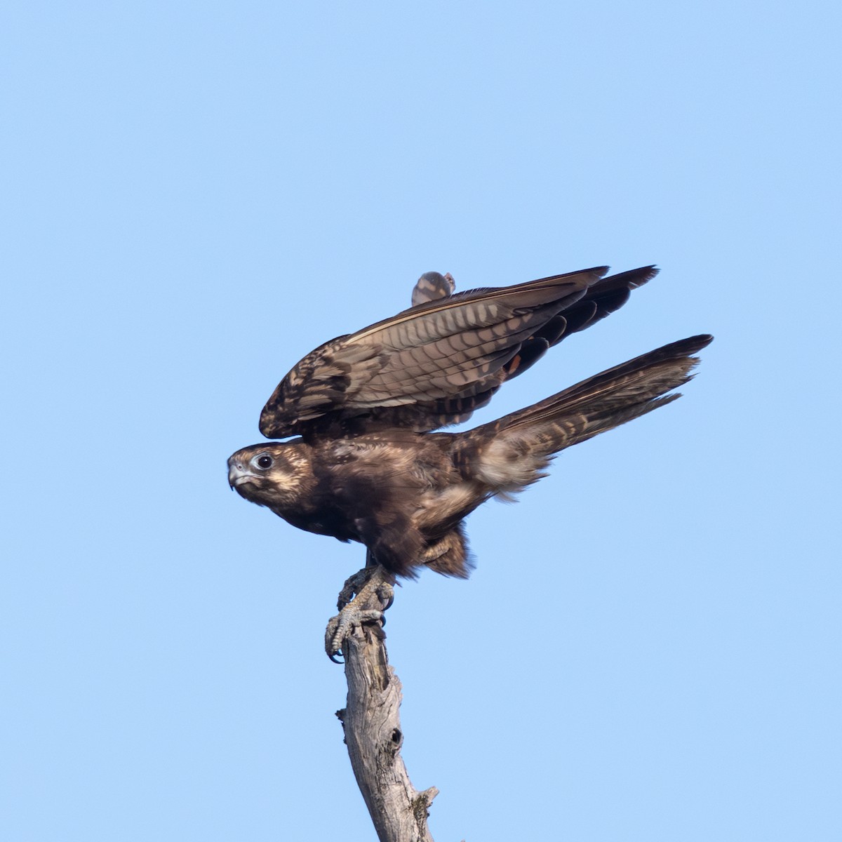 raroh proměnlivý - ML628164603