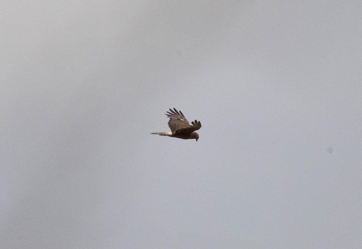 Swamp Harrier - ML628164699