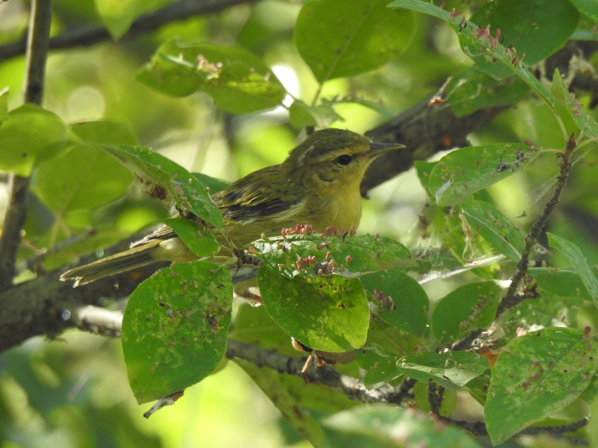 Tennessee Warbler - ML628164736